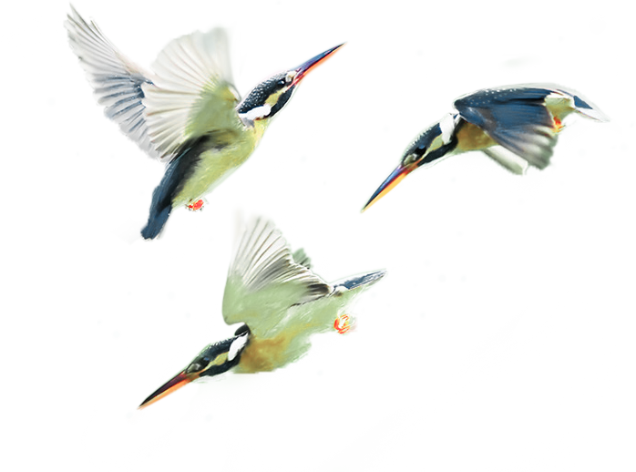 Therapy Services Teen Issues Kingfisher Birds - Coraciiformes Clipart (698x518), Png Download