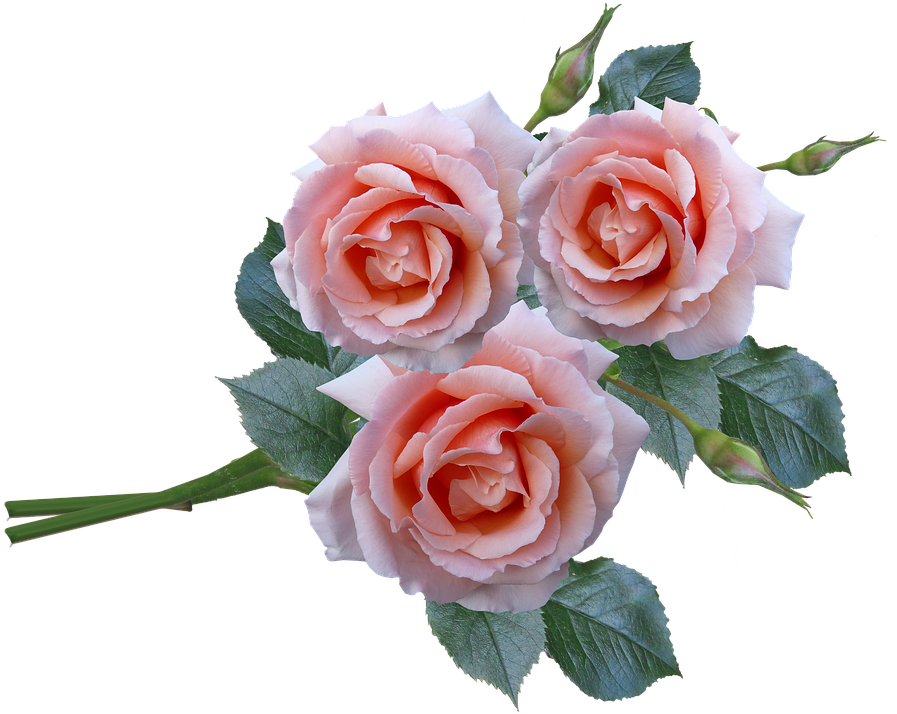 Roses Bunch Stem Flowers Garden - Garden Roses Clipart (896x720), Png Download