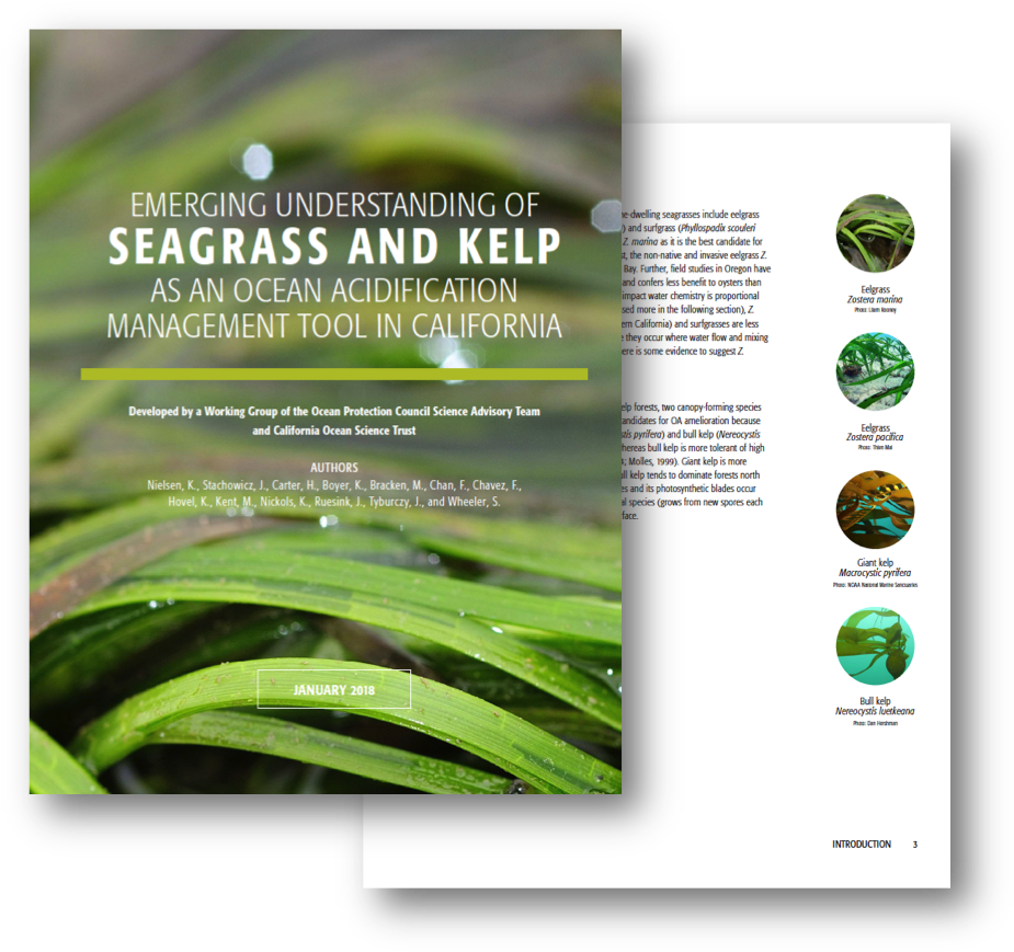 Eelgrass Ocean Acidification Clipart (938x881), Png Download