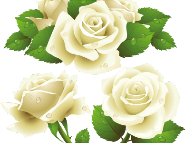 White Rose Clipart Bunch - Transparent Background White Rose Vector - Png Download (640x480), Png Download