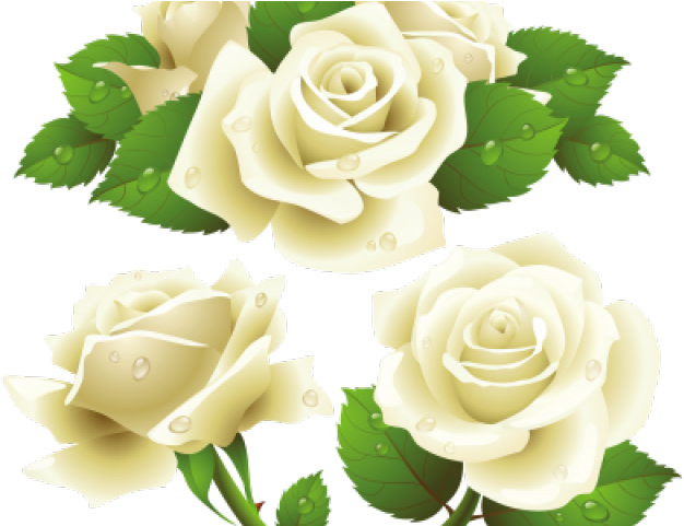 White Rose Clipart Bunch - Transparent Background White Rose Vector