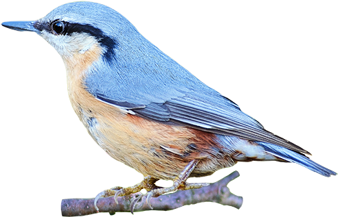 Blue Birds Png - Red Breasted Nuthatch Clipart (750x420), Png Download