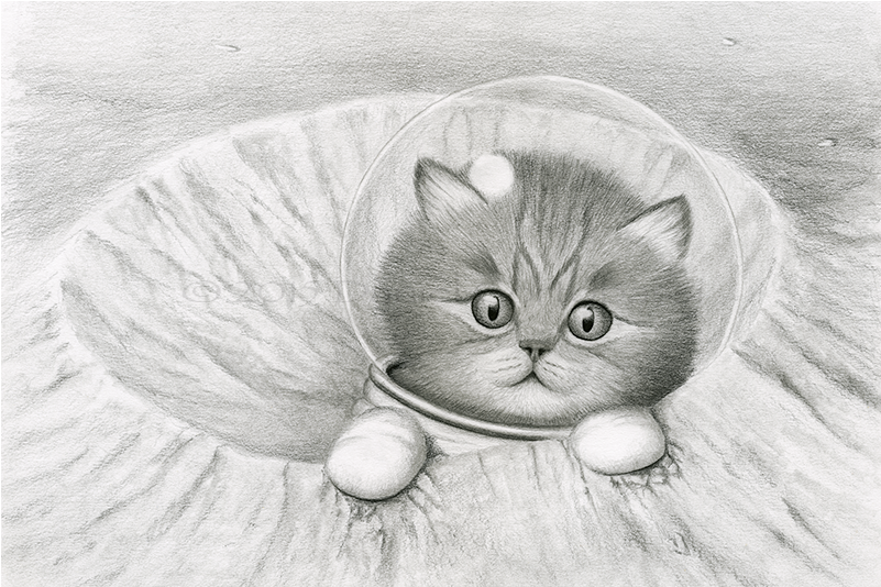 Crater Cat - Cat In Crater Clipart (800x800), Png Download