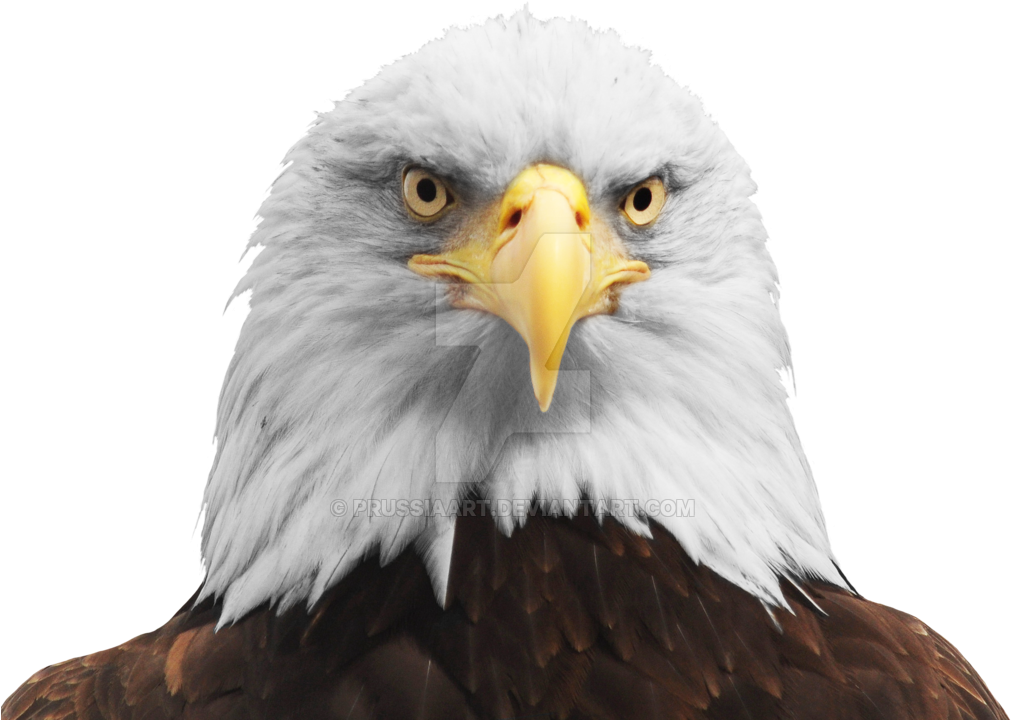 Bald Eagle Head Png - Eagle Head Transparent Background Clipart (1024x724), Png Download