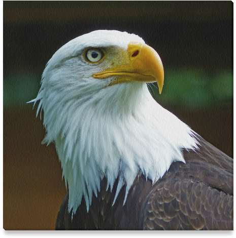 American Bald Eagle Head Clipart (800x800), Png Download