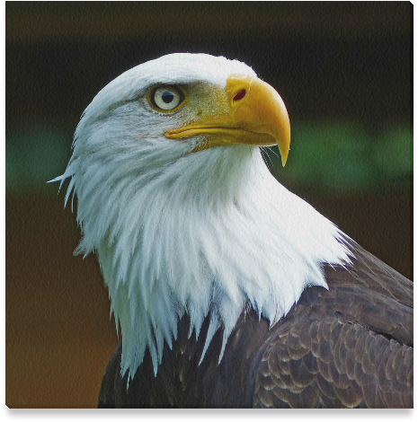 American Bald Eagle Head Clipart - Large Size Png Image - PikPng