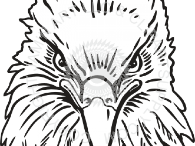 Drawn Eagle Head - Eagle Head Front View Clipart (640x480), Png Download