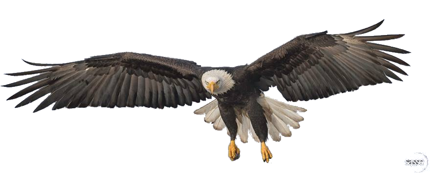 Download Flying Eagle Png Transparent Image - Transparent Eagle Claws