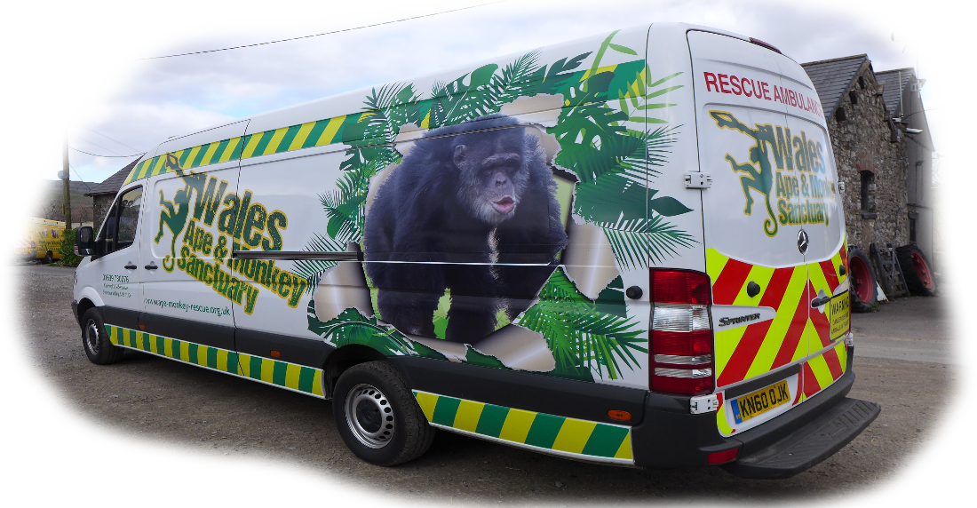 At Wales Ape And Monkey Sanctuary We Regularly Receive - Common Chimpanzee Clipart (1100x572), Png Download