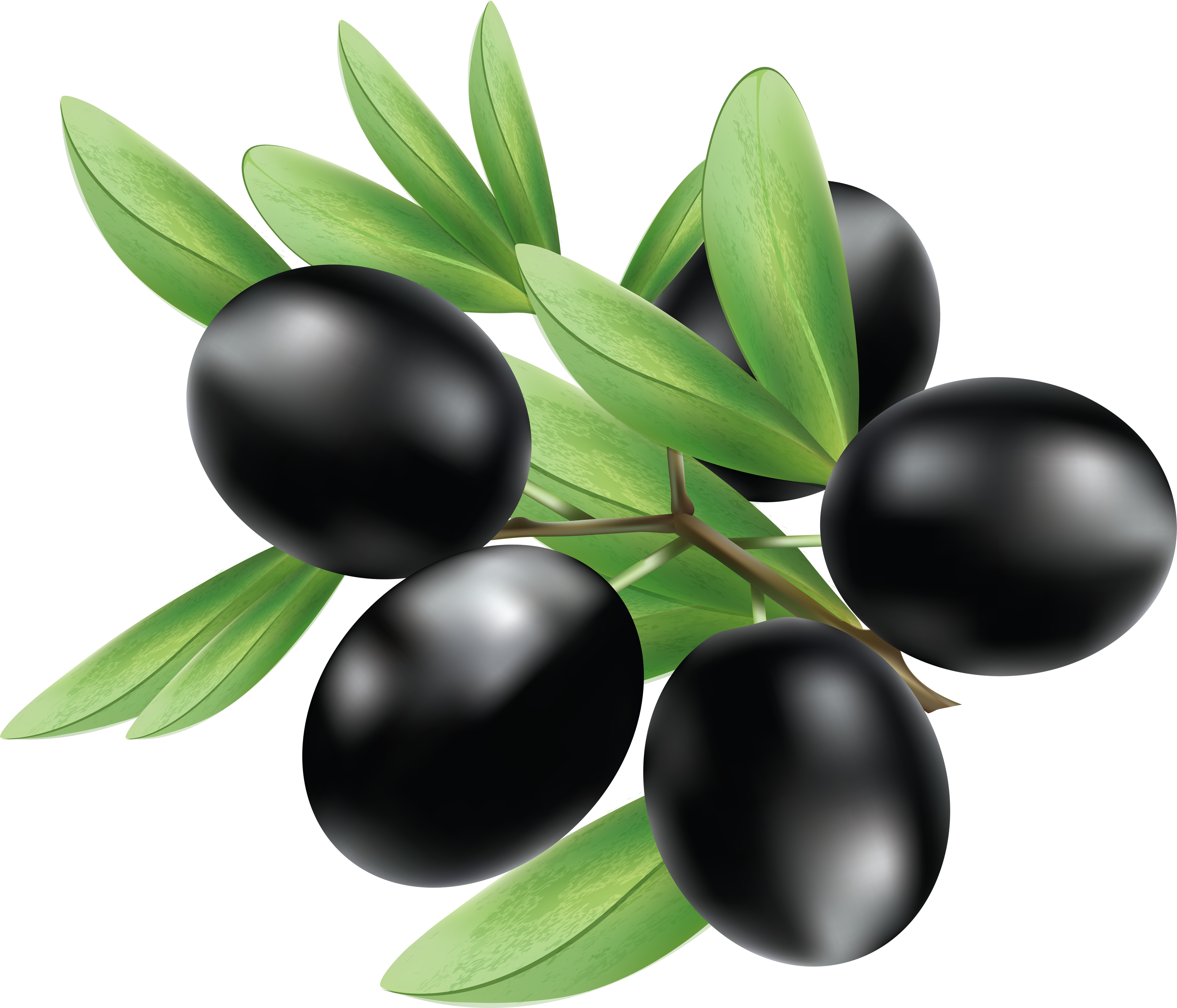 Black Olives Png Clipart (3519x3014), Png Download