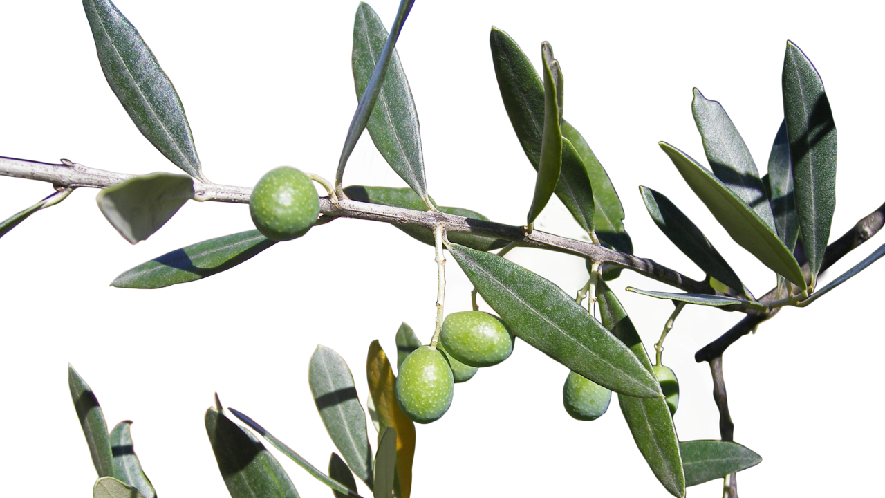 Only With The Best - Olive Clipart (1280x720), Png Download