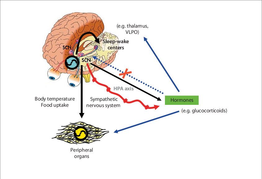 Interaction Between Master And Peripheral Clocks - Master Clock In Brain Clipart (845x577), Png Download