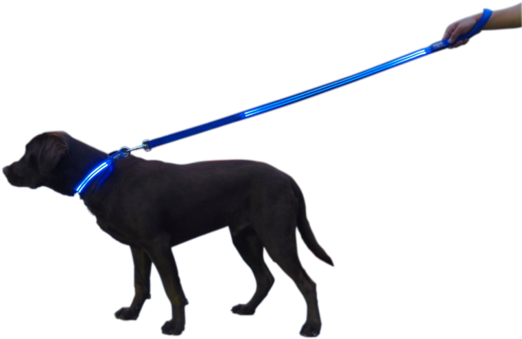 Dog Catches Something Clipart (825x532), Png Download