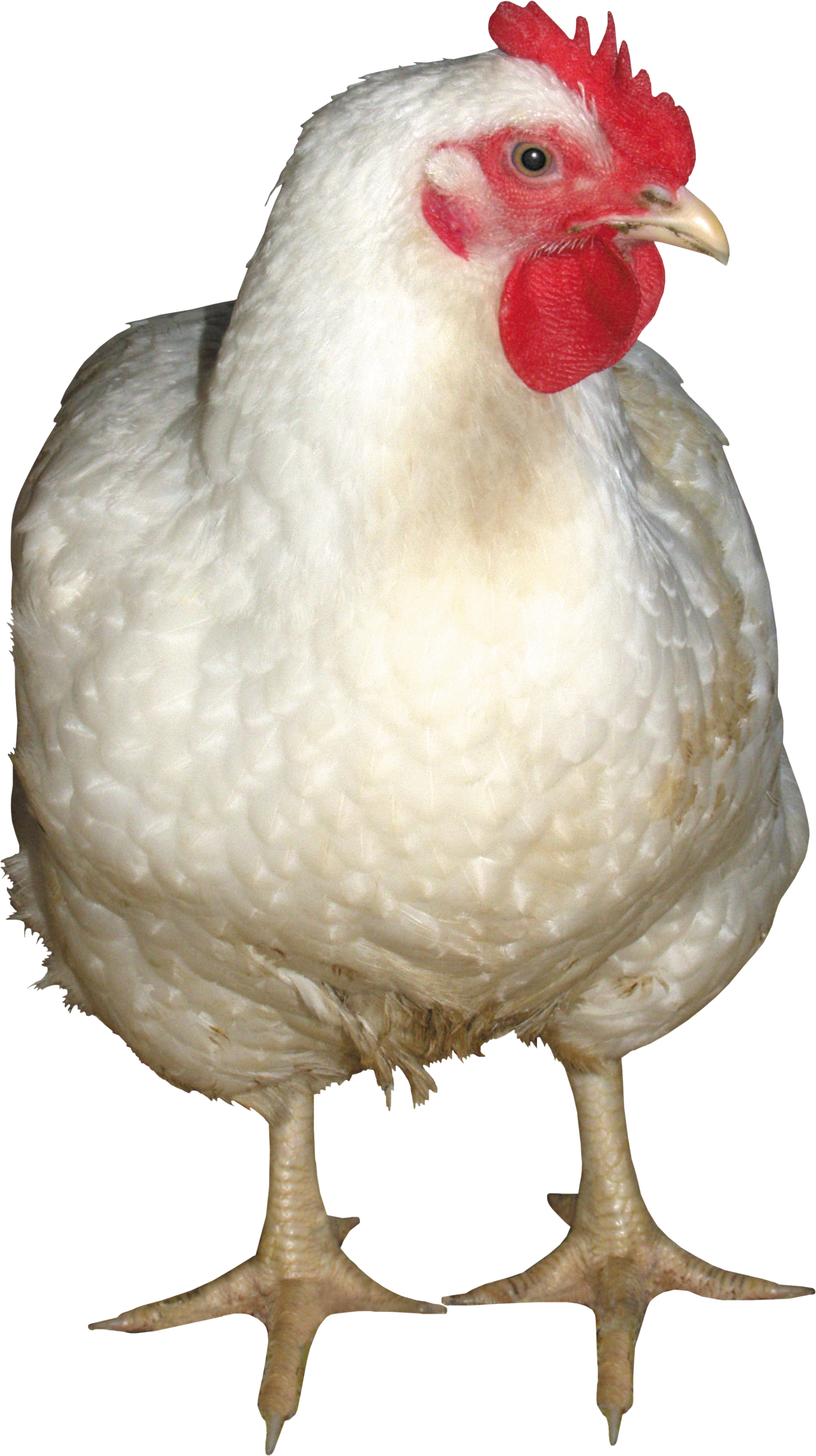Png Image Information - White Chicken Png Clipart (1772x3161), Png Download