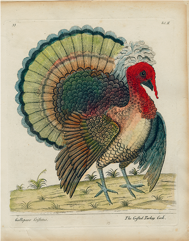 Turkey Clipart (800x800), Png Download