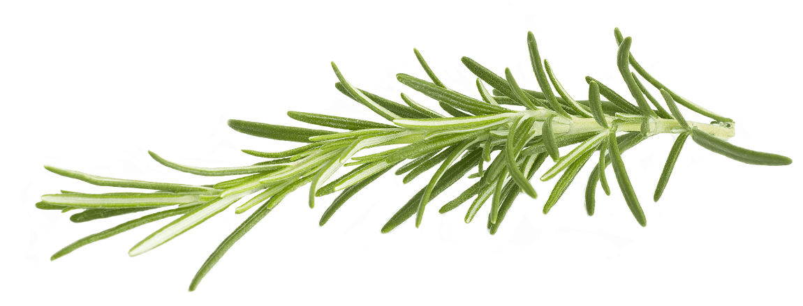 Rosemary - Rosemary Png Clipart (1156x470), Png Download