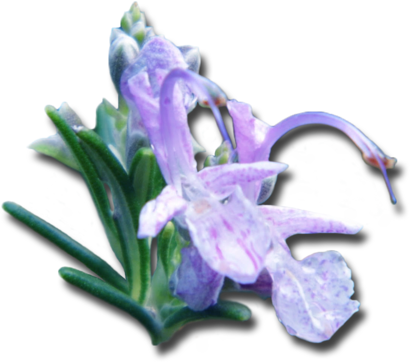 Rosemary Transparent Clipart (1000x853), Png Download