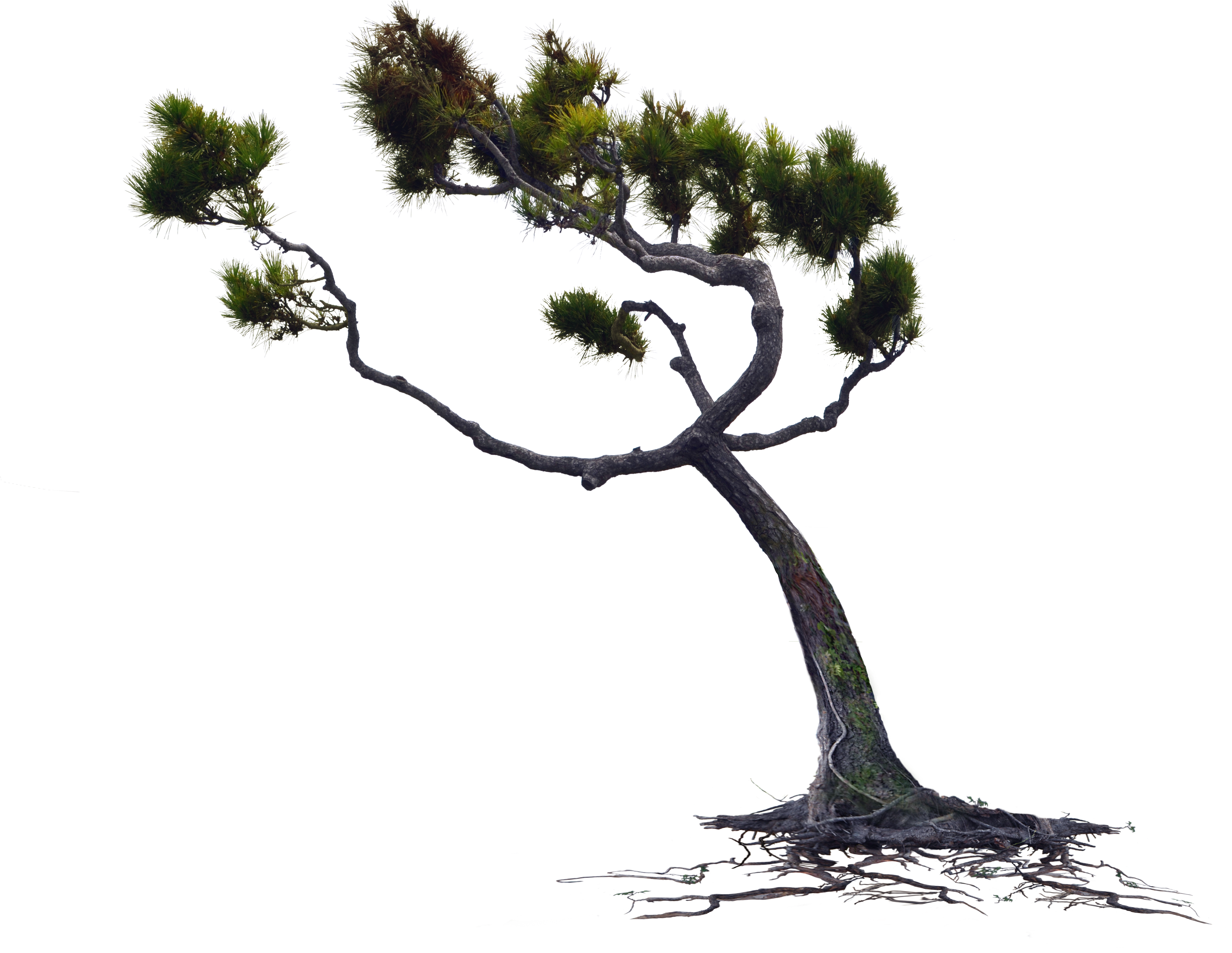Windblown Owlkids Wind Blown Pine Tree Png Stock Photo - Wind Blowing Tree Png Clipart (5712x4366), Png Download