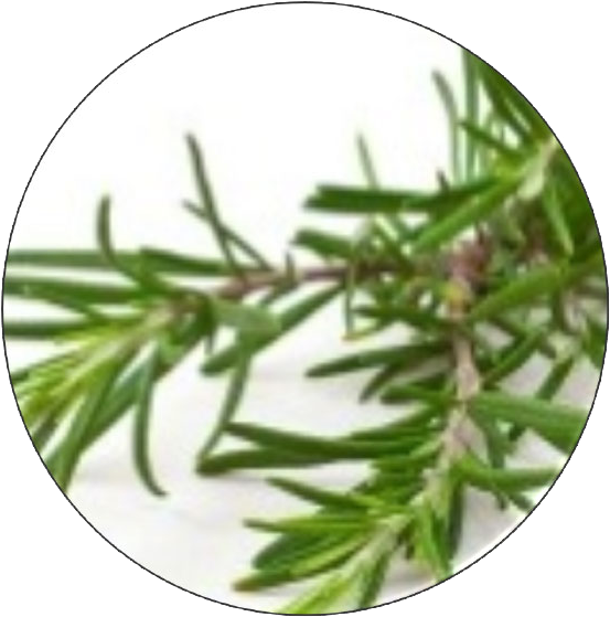 Evergreen Clipart (600x600), Png Download