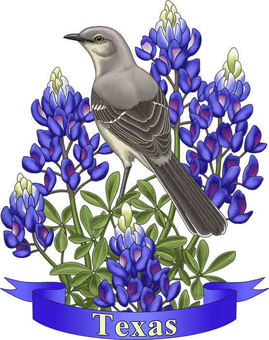 Bleed Area May Not Be Visible - Northern Mockingbird Blue Bonnet Clipart (554x700), Png Download