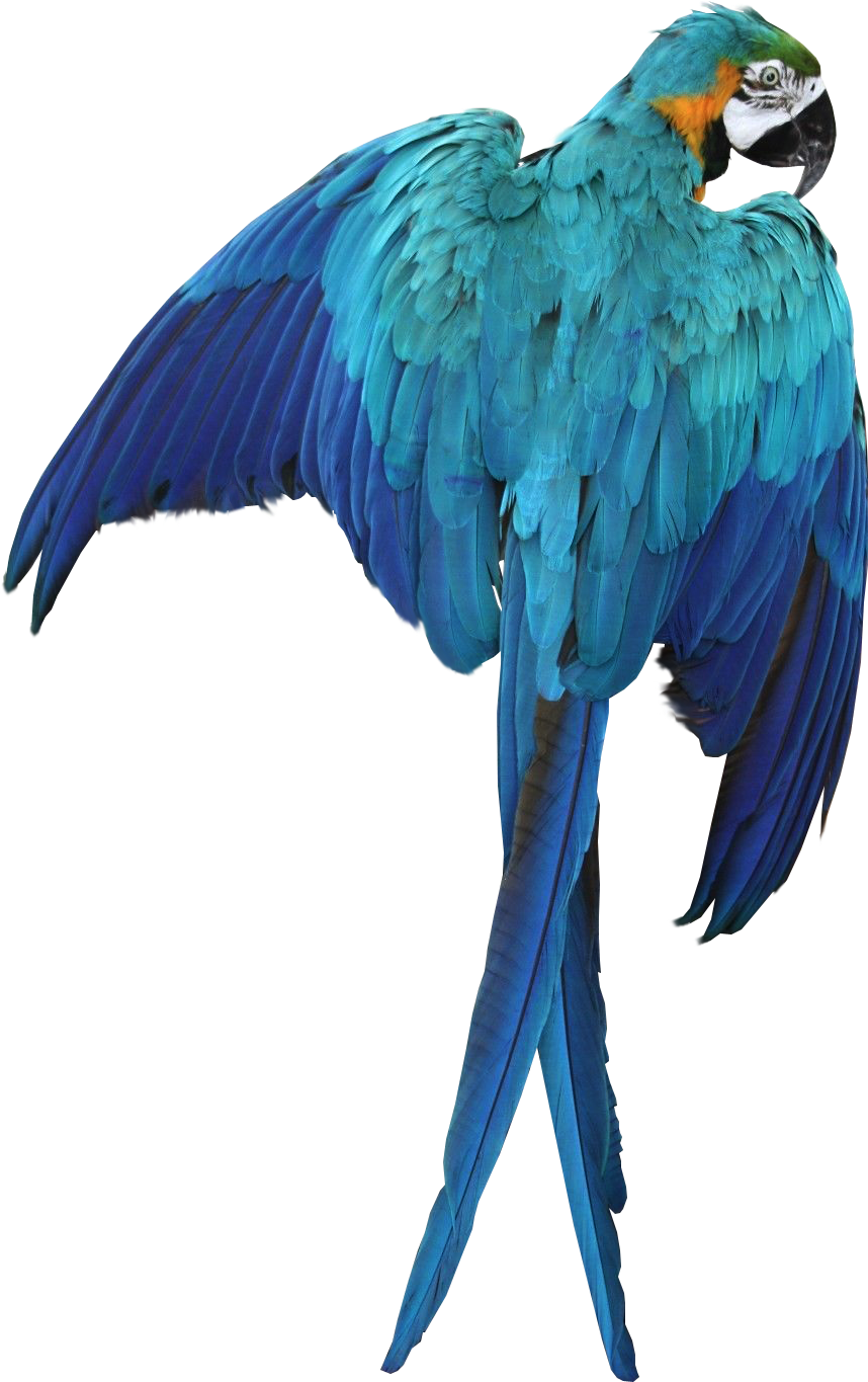 Macaw Parrot Transparent Image Bird Graphic - Blue Macaw No Background Clipart (900x1380), Png Download