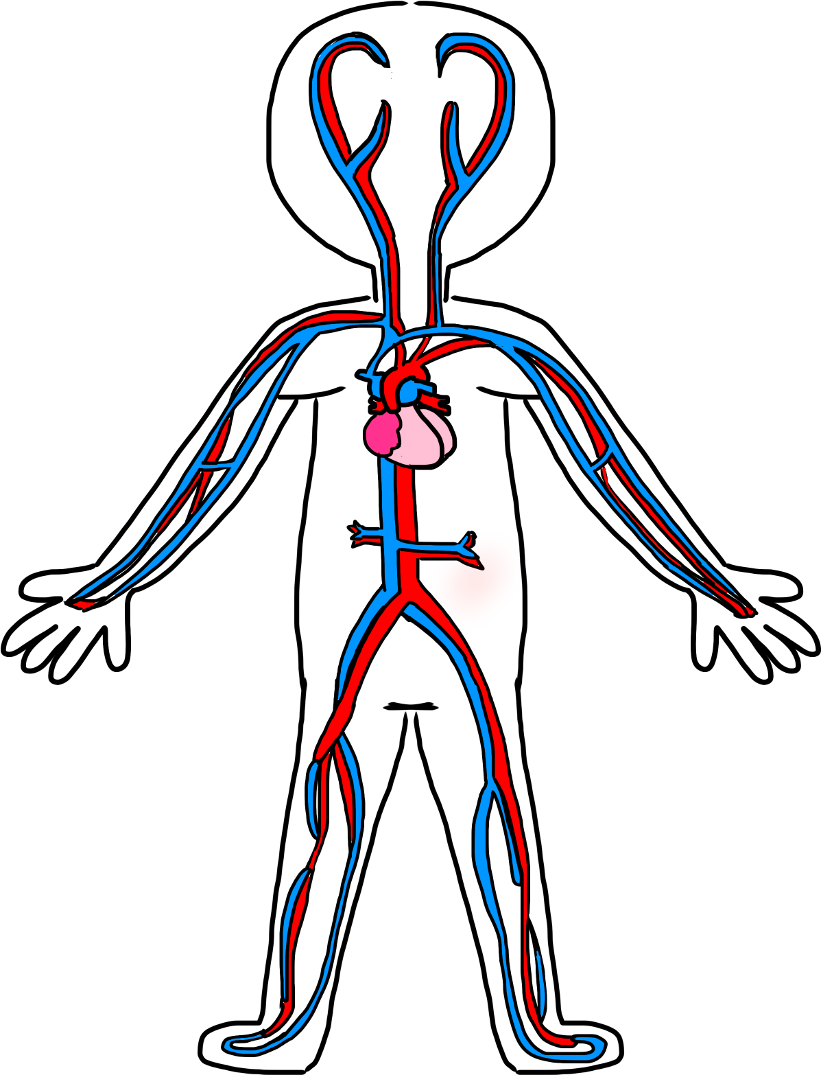 Schoolbox Treasures Body System Fun - Circulatory System Simple Drawing Clipart (1200x1600), Png Download