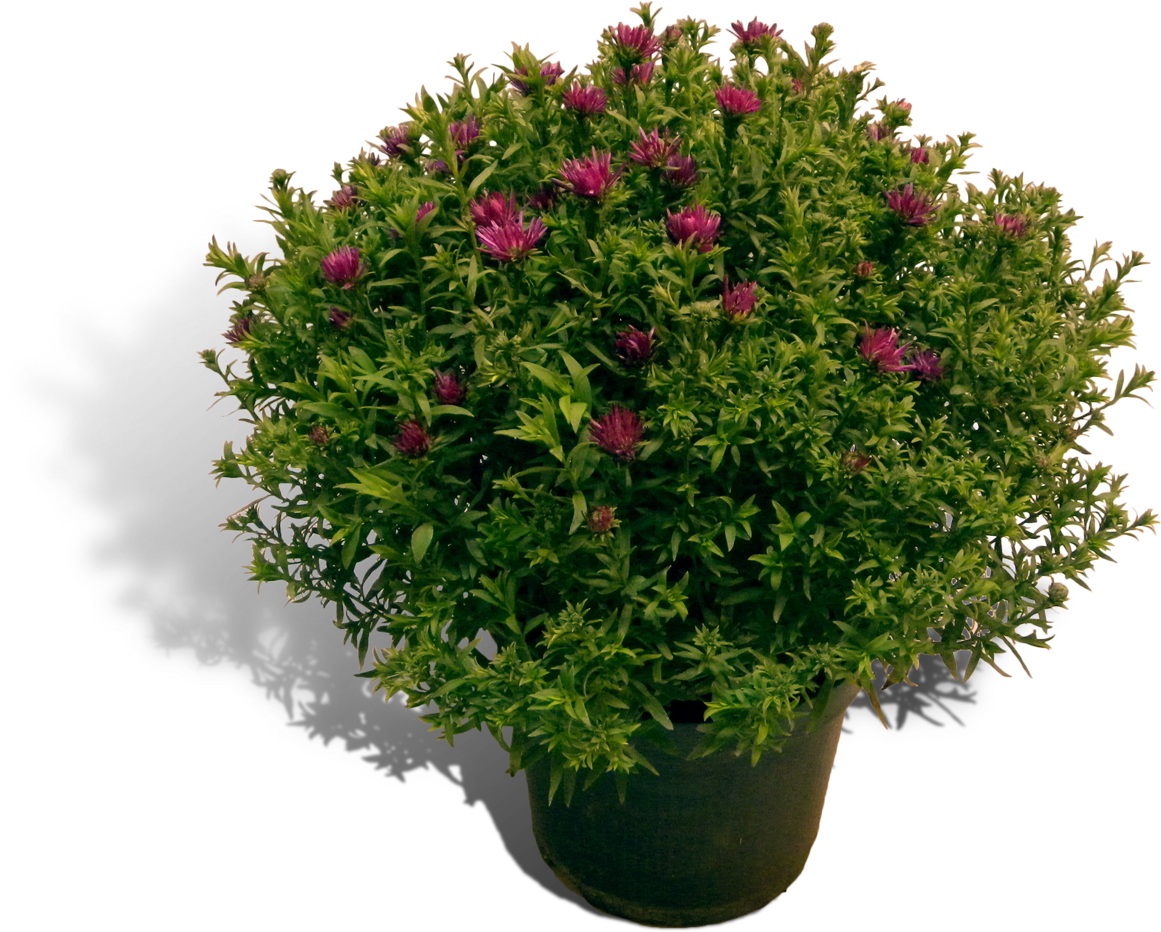 Aster 17cm Pot Productfoto Shadow Clipart (2370x1903), Png Download