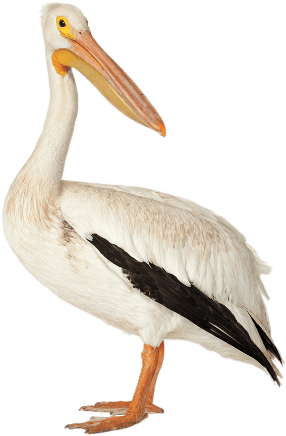 Brown Pelican - Pelicano Png Clipart (1500x998), Png Download
