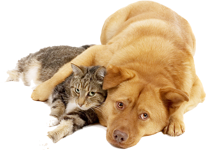Dog And Cat Png - Dog Cat Png Transparent Clipart (689x720), Png Download