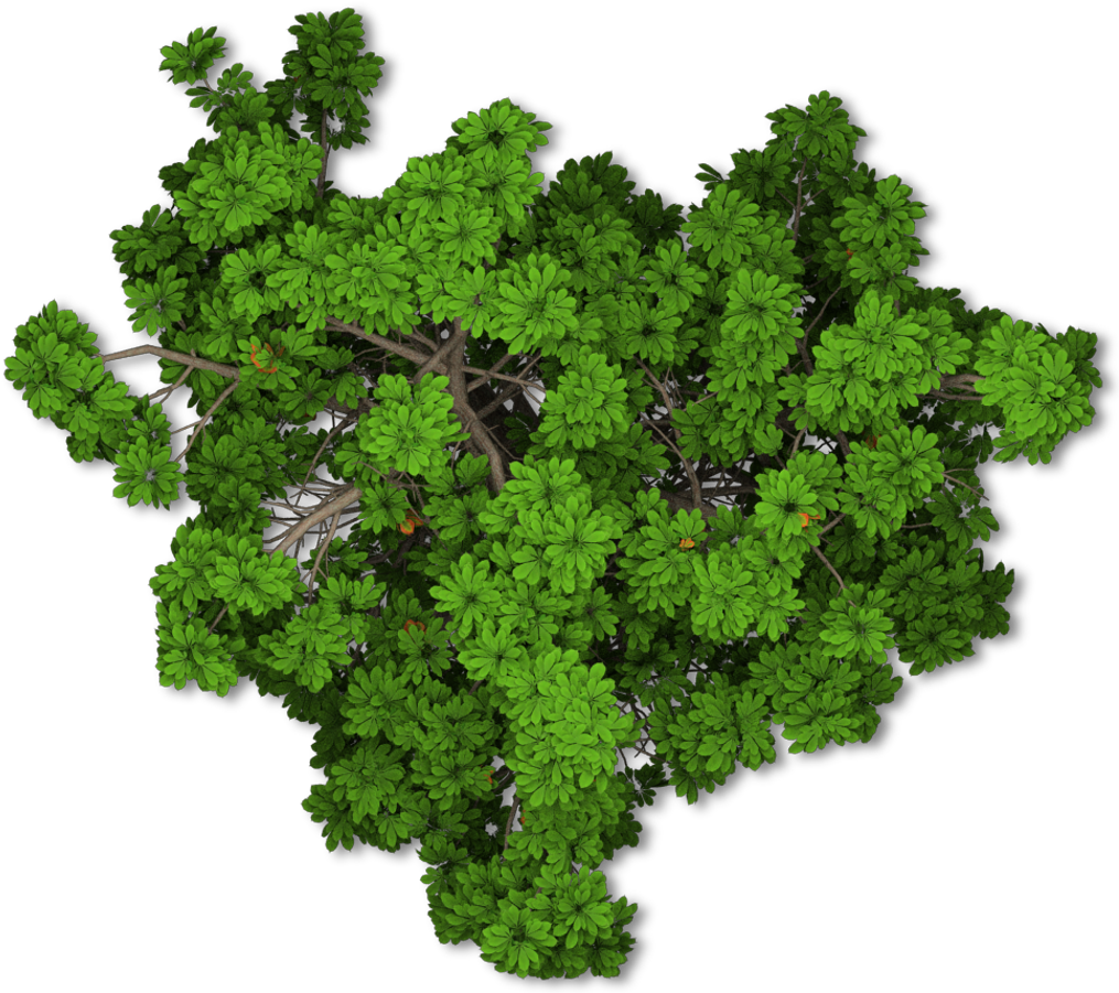 Trees Sticker - Transparent Trees Plan View Png Clipart (1024x902), Png Download