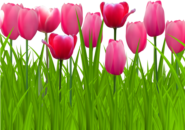 Lawn Clipart Top View - Png Pink Tulip Transparent Png (640x480), Png Download