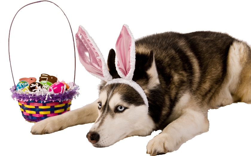 Alaskan Malamute Clipart (881x570), Png Download