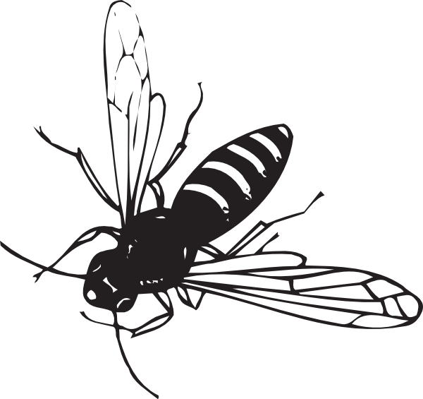 Black And White Beetles Png Clipart (600x565), Png Download