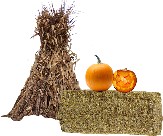 Photo By - - Carved Pumpkin Clipart (600x600), Png Download