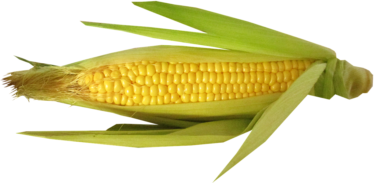 Vegetable, Corn, Cut, Out - Maiz Opaco Con Protteinas De Calidad Clipart (960x557), Png Download