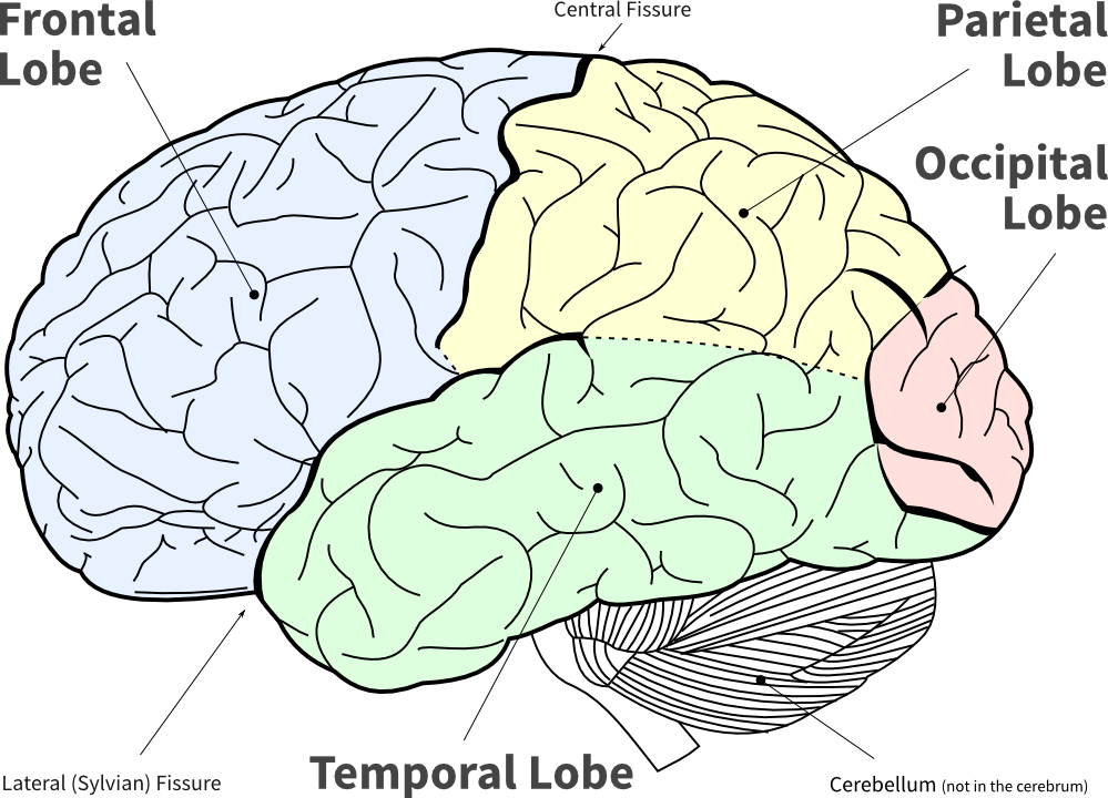 Lofi Diagram Of The Main Brain Lobes - Lobes Of The Brain No Background Clipart (999x720), Png Download