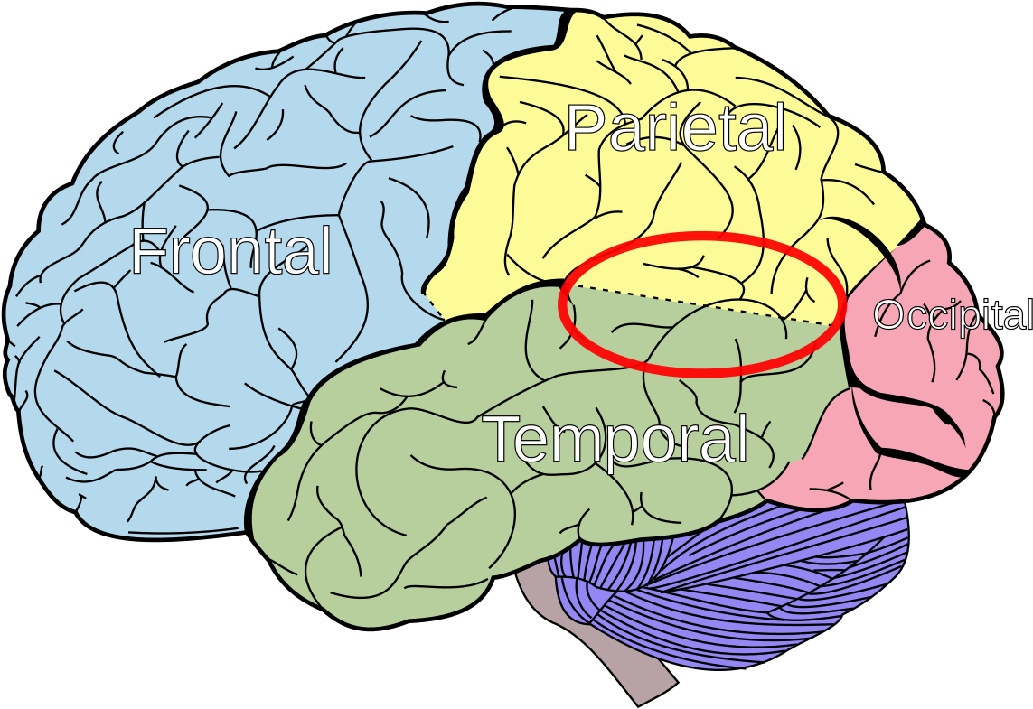 Lobes Of The Brain Clipart (1200x857), Png Download