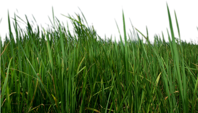 Grass Png Transparent Images - Grass Clipart (640x480), Png Download