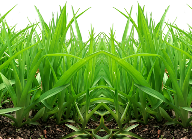 Grass Png Transparent Images - Grass Png For Picsart Clipart (640x480), Png Download