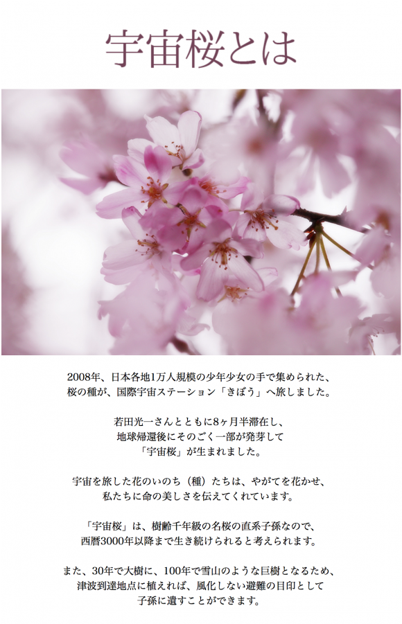 Three Grand Cherry Blossoms Of Japan きぼうの桜 Uchu Sakura - Cherry Tree Clipart (900x900), Png Download