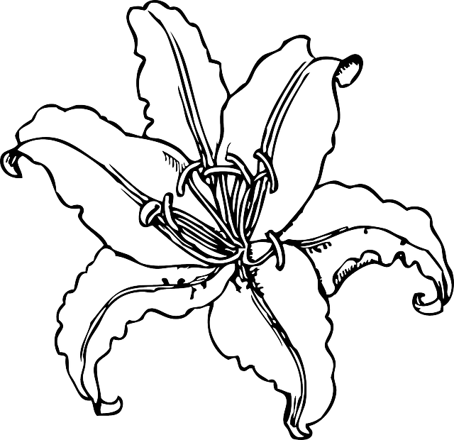 Tiger Lily Outline Clipart Graphic Freeuse - Tiger Lily Line Drawing - Png Download (640x620), Png Download