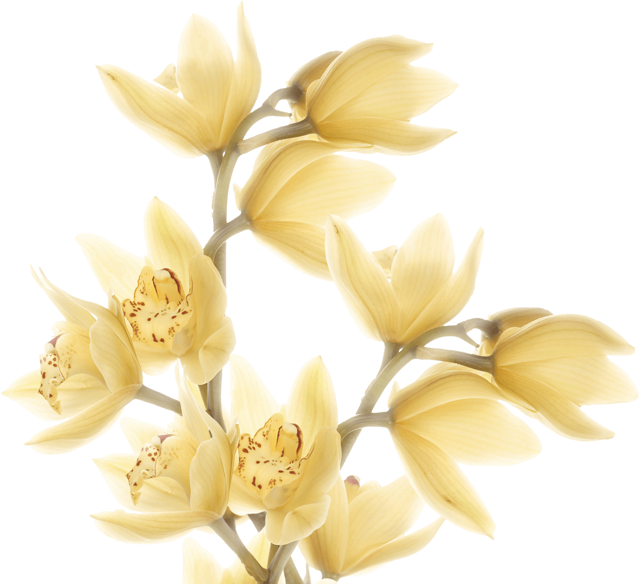 Feature Image - Cluster-lilies Clipart (1294x1182), Png Download