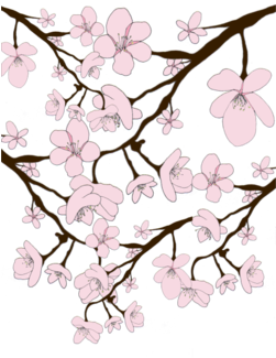 Drawn Cherry Blossom Transparent - Illustration Clipart (674x518), Png Download