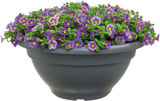 Home > Collection > Torino Bowl - Flowerpot Clipart (750x750), Png Download