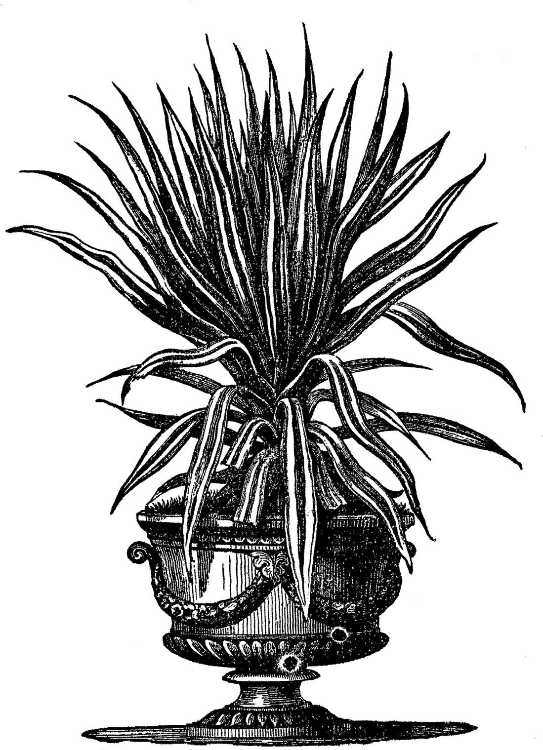 Digital Potted Plant Downloads - Illustration Clipart (1189x1600), Png Download