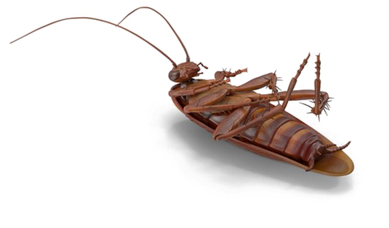 Cockroach Png No Background - Membrane-winged Insect Clipart (720x720), Png Download