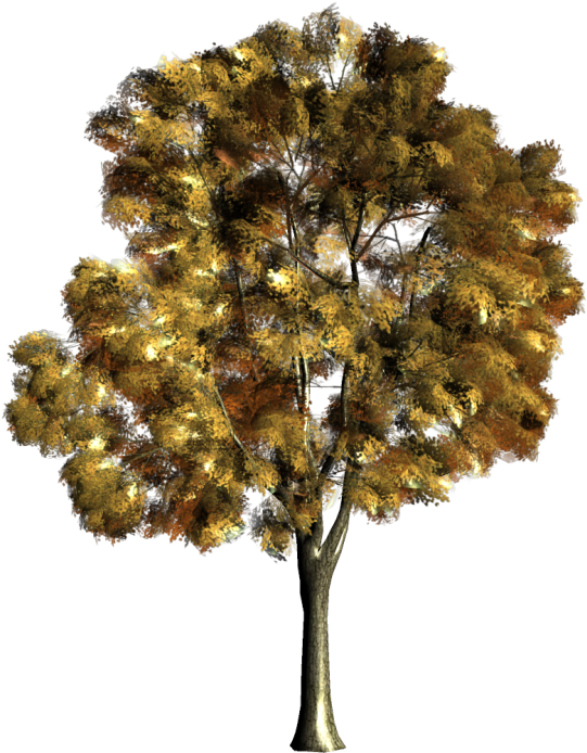Arbre,png - Acuarela En Arboles Clipart (600x739), Png Download