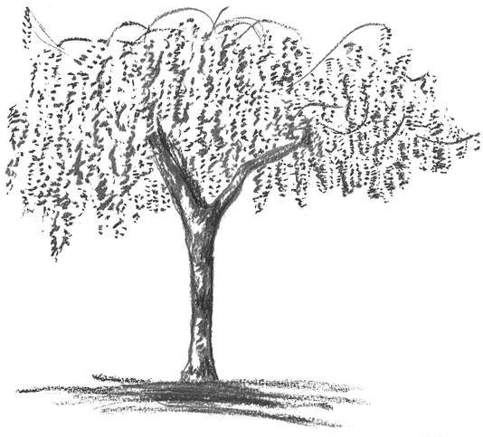 Wisteria Grey - Wisteria Tree Drawing Png Clipart (600x549), Png Download