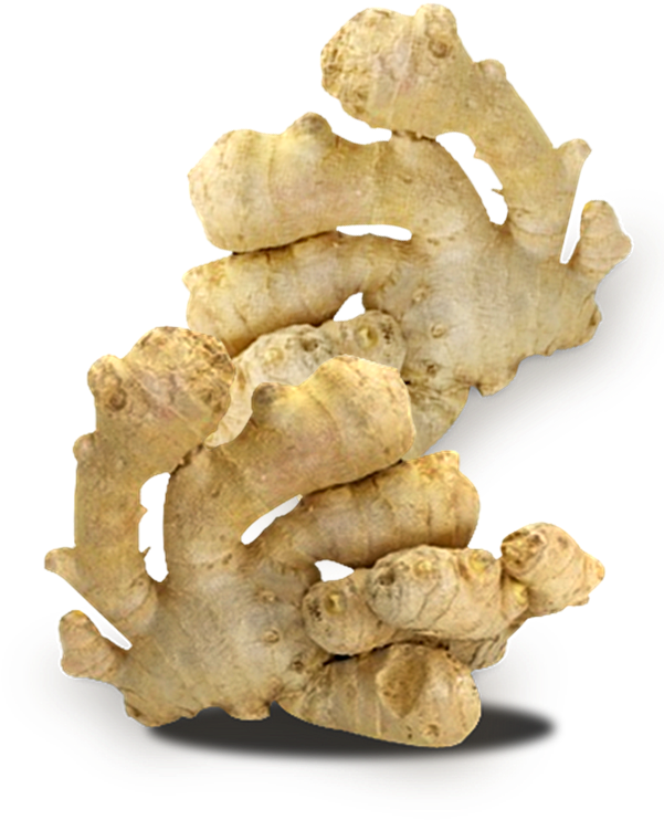 Ginger Clipart Turmeric - Ginger Oleoresin - Png Download (600x800), Png Download
