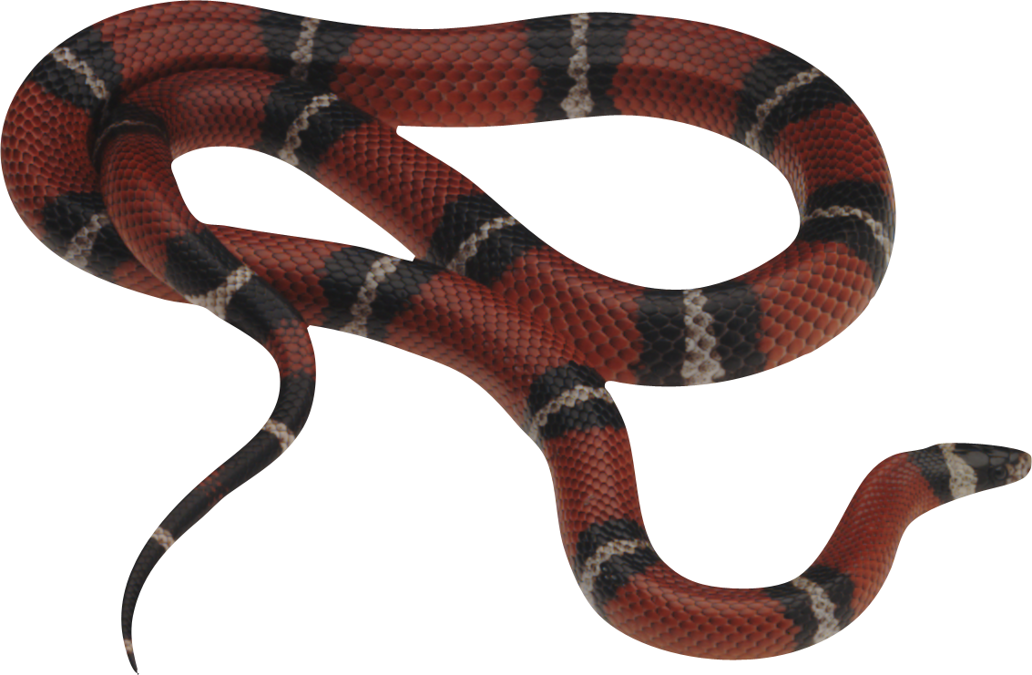 Snake Png Transparent Background , Png Download Clipart (1133x741), Png Download